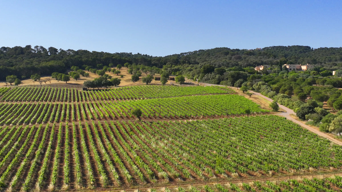 Organic vineyard with the Main House on the hill behind