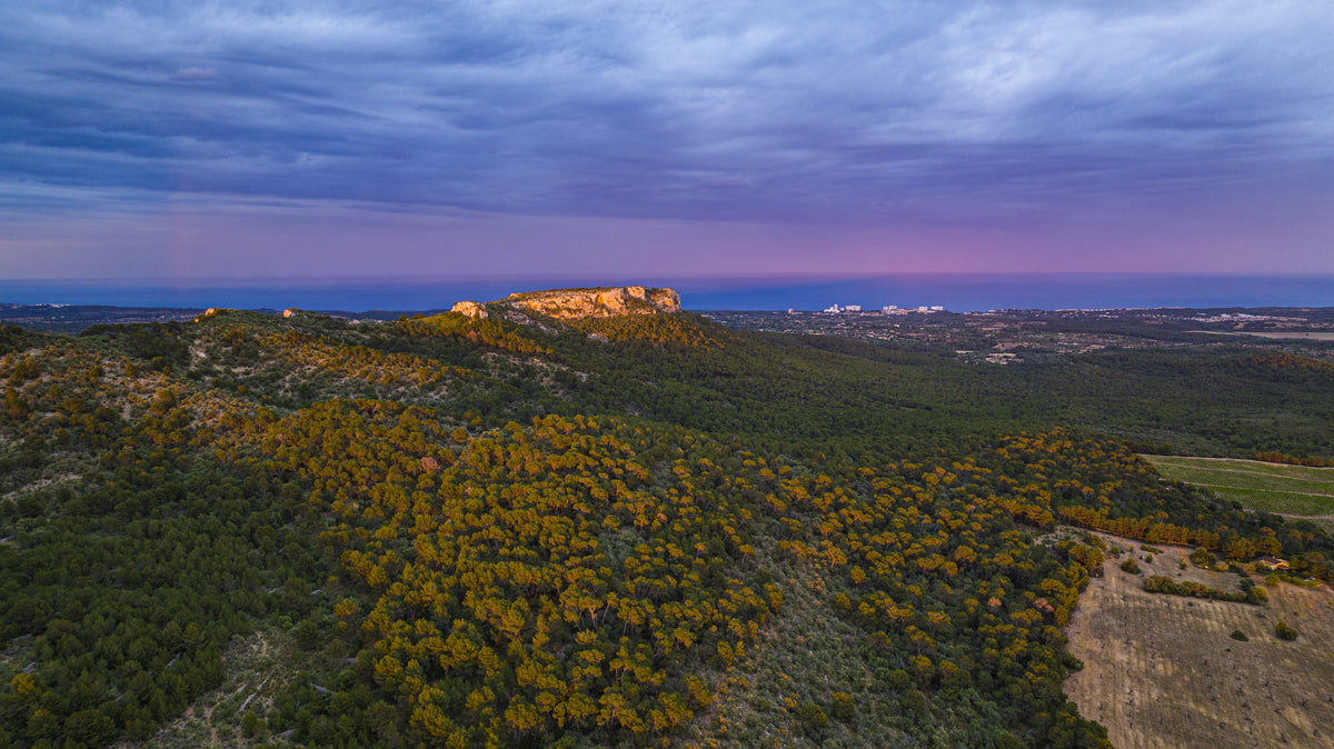 Hills covered in pine of the nature reserve at sunset