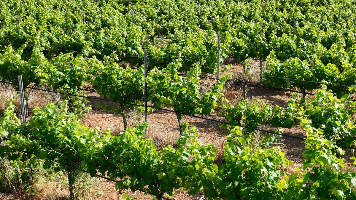 Rows of organic vines in the vineyards of Es Fangar